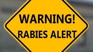 Officials urging caution after person comes into contact with rabid dog in Hall County — Vinings Health news